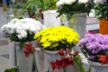 Large bouquets of yellow, white, pink chrysanthemums Royalty Free Stock Photo