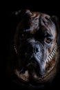 boxer dog brown black tabby portrait shot at low light with black background