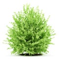 Large boxwood plant isolated on white