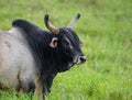 Hawaiian Brahma Bull Royalty Free Stock Photo