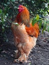 Large Brahma rooster.