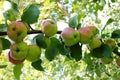 Large branch of apple tree with many green apples Royalty Free Stock Photo