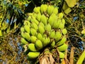 A large branch of bananas on banana tree of Bangladesh.