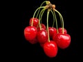 A large branch of cherry berries on a black background. Concept: ripe fruits, red berries. Many ripe cherries on one branch Royalty Free Stock Photo