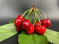 A large branch of cherry berries on a gray background. Many ripe cherries on one branch. Concept: ripe fruits, red berries Royalty Free Stock Photo