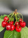 A large branch of cherry berries on a gray background. Many ripe cherries on one branch. Concept: ripe fruits, red berries Royalty Free Stock Photo