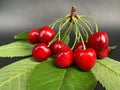 A large branch with cherry fruits in the background of the garden. Concept: ripe fruits, ripe red berries. Lots of cherries on one Royalty Free Stock Photo