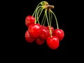 Large branch with cherry fruits, on a black background. Concept: Ripe red berries, ripe fruits. Lots of cherries on one branch Royalty Free Stock Photo