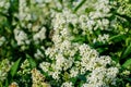 Large branch with delicate white flowers of Spiraea nipponica Snowmound shrub in full bloom and a small Green June Bug, beautiful Royalty Free Stock Photo