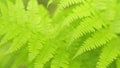 Large branch of a fern in the spring forest. Young wild fern in spring, fresh green, in the old forest in europe. Static Royalty Free Stock Photo