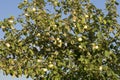 Large branch full of apple fruit