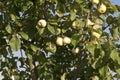 Large branch full of apple fruit, close up