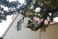 LARGE BRANCH WITH GREEN LEAVES IN FRONT OF FACADE OF WHITE BUILDING