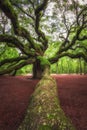 Large branch leading toward Angel Oak Tree in South Carolina Royalty Free Stock Photo