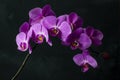 Large branch of phalaenopsis orchid with purple flowers on a black background Royalty Free Stock Photo