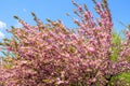 Large branch with pink cherry tree flowers in full bloom and clear blue sky in a garden in a sunny spring day, beautiful Japanese Royalty Free Stock Photo
