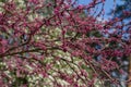 A large branch of pink spring flowers on a tree that is beginning to bloom Royalty Free Stock Photo