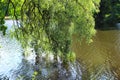 A large branch of silvery willow with green leaves sank into the water