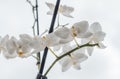 Large branch of a white orchid flower on a light background. Beauty and purity. Nature and the world Royalty Free Stock Photo