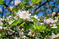 Large branch with white and pink apple tree flowers in full bloom and clear blue sky in a garden in a sunny spring day, beautiful Royalty Free Stock Photo