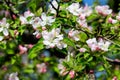 Large branch with white and pink apple tree flowers in full bloom and clear blue sky in a garden in a sunny spring day, beautiful Royalty Free Stock Photo