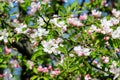 Large branch with white and pink apple tree flowers in full bloom in a garden in a sunny spring day, beautiful Japanese trees blos Royalty Free Stock Photo