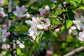 Large branch with white and pink apple tree flowers in full bloom in a garden in a sunny spring day, beautiful Japanese trees blos Royalty Free Stock Photo