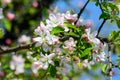 Large branch with white and pink apple tree flowers in full bloom in a garden in a sunny spring day, beautiful Japanese trees blos Royalty Free Stock Photo