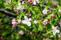 Large branch with white and pink apple tree flowers in full bloom in a garden in a sunny spring day, beautiful Japanese trees blos Royalty Free Stock Photo