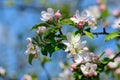 Large branch with white and pink apple tree flowers in full bloom in a garden in a sunny spring day, beautiful Japanese trees blos Royalty Free Stock Photo