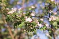 Large branch with white and pink apple tree flowers in full bloom towards clear blue sky in a garden in a sunny spring Royalty Free Stock Photo