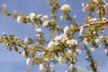 Large branch with white and pink apple tree flowers in full bloom towards clear blue sky in a garden in a sunny spring Royalty Free Stock Photo