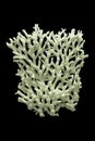 Large branch of white sea coral isolated on black background Royalty Free Stock Photo