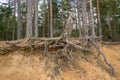 A large branched pine stump with gnarled roots on a slope prone to soil erosion. Environmental issues