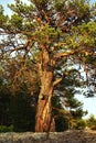 A large branched pine tree growing on the sand. Lots of twisting branches