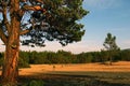 A large branched pine trees growing on the sand. Hot weather and bright sunny day. Nobody