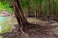 Large branched roots of a tropical tree near the lake Royalty Free Stock Photo