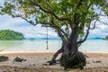 large branched tree on the shore in the tropics