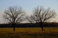 Large branched trees in the autumn evening