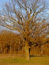 Large branched trees in the autumn evening