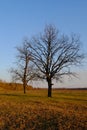 Large branched trees in the autumn evening