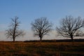 Large branched trees in the autumn evening