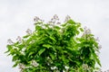 Large branches with decorative white flowers and green leaves of Catalpa bignonioides plant commonly known as southern catalpa, Royalty Free Stock Photo