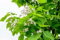 Large branches with decorative white flowers and green leaves of Catalpa bignonioides plant commonly known as southern catalpa, Royalty Free Stock Photo