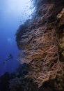 A large branching black coral with reddish brown color growing on a wall