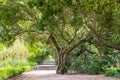 Large branching deciduous tree with green foliage, crown in summer park, garden. Royalty Free Stock Photo