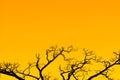 A large branching tree on an orange color background