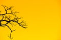 A large branching tree on an orange color background