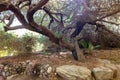 A large branchy dry tree on display at the Botanical Garden in Eilat city, southern Israel