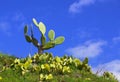 Large branchy green cactus high on a hill against a blue sky with white clouds.